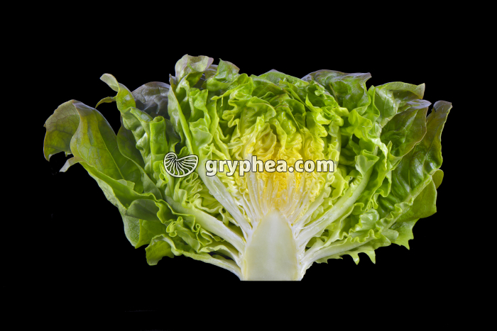 Laitue - bourgeon en CL - gryphea.org